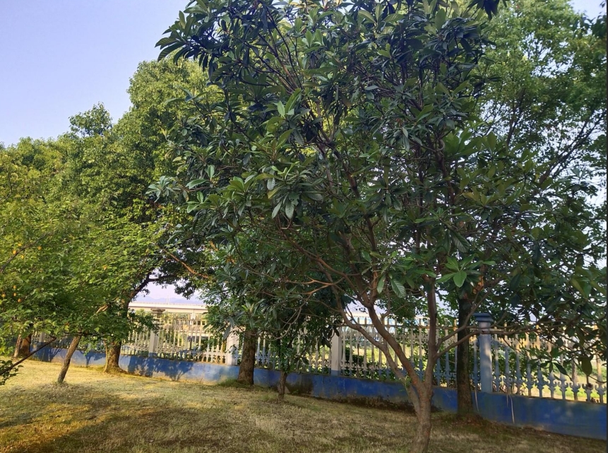 【文韻三星】枇杷滿枝時(shí) 品味奮斗的回甘